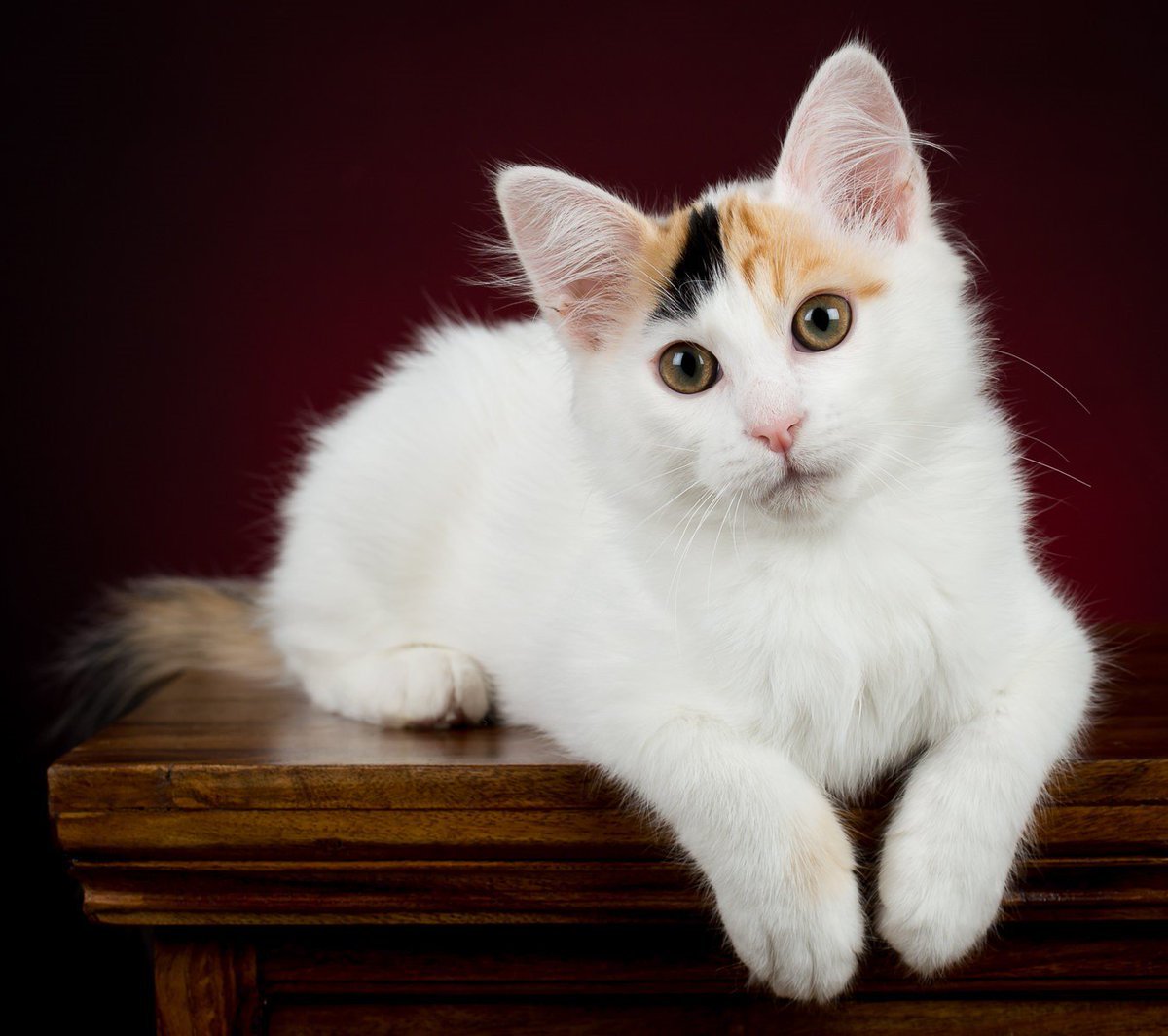 Турецька плаваюча кішка